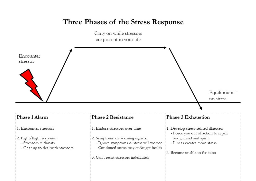 Three Phases of the Stress Response